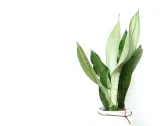 sansevieria-moonshine-p9-27-cm