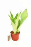 sansevieria-moonshine-p9-27-cm-waga-z-opakowaniem-1-kg