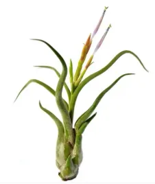 tillandsia-caput-medusae-oplatwa-s-8-10-cm