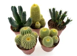 kaktusy-duze-zestaw-5-szt-mix-nr-3-p10