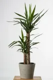 juka-yucca-gwatemalska-palma-p14