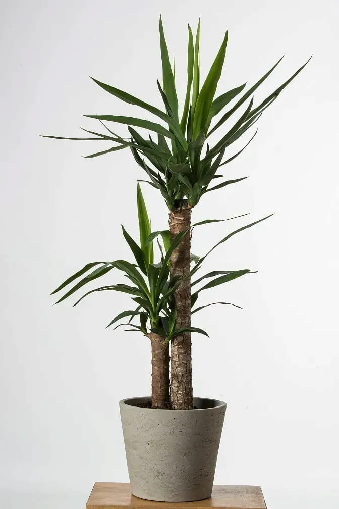 juka-yucca-gwatemalska-palma-p14