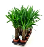 juka-yucca-gwatemalska-palma-p14-rodzaj-rosliny-rosliny-zielone