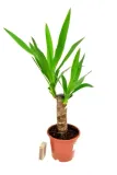 juka-yucca-gwatemalska-palma-p14-waga-z-opakowaniem-1-kg