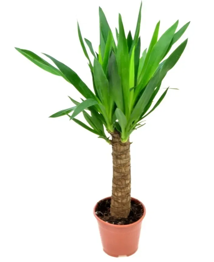 juka-yucca-gwatemalska-palma-p14
