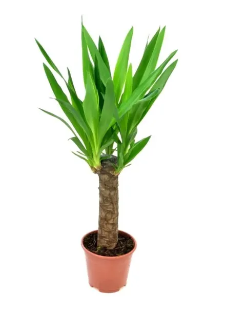 juka-yucca-gwatemalska-palma-p14-stan-opakowania-oryginalne