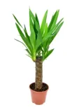 juka-yucca-gwatemalska-palma-p14-stan-opakowania-oryginalne
