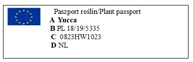 juka-yucca-gwatemalska-palma-p14-kod-producenta-1691