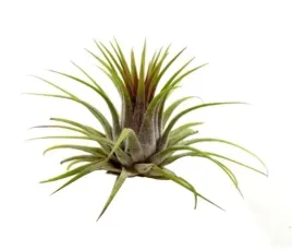 tillandsia-ionantha-ionantha-oplatwa-l-7-cm