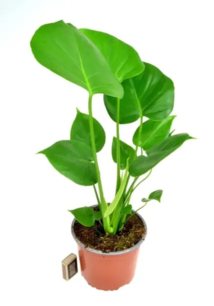 monstera-deliciosa-piekna-duza-50-cm-roslina-w-postaci-sadzonka-w-pojemniku-do-05l