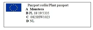 monstera-deliciosa-piekna-duza-50-cm-kod-producenta-1344