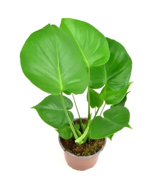 monstera-deliciosa-piekna-duza-50-cm-odmiana-monstera