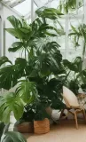 monstera-deliciosa-piekna-duza-50-cm-rodzaj-rosliny-rosliny-zielone-kod-producenta-1344