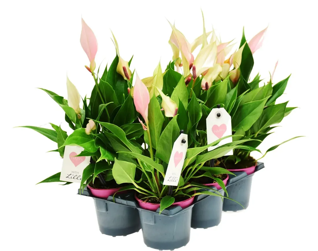 anturium-lilli-anthurium-p9
