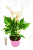 anturium-lilli-anthurium-p9-waga-z-opakowaniem-1-kg