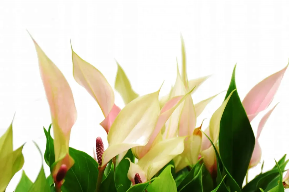 anturium-lilli-anthurium-p9