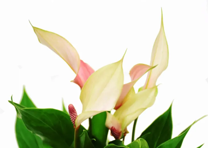 anturium-lilli-anthurium-p9-stan-opakowania-oryginalne