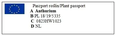anturium-lilli-anthurium-p9-cykl-rozwojowy-rosliny-wieloletnia