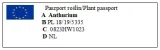 anturium-lilli-anthurium-p9-cykl-rozwojowy-rosliny-wieloletnia