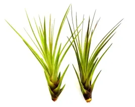 tillandsia-oplatwa-powietrzna-airplants-bez-doniczki-melanocrater-r-11-15cm