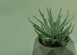 aloe-humilis-aloes-niski-17-cm-duzy-p10