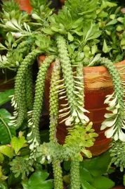 euphorbia-monadenium-guentheri-wilczomlecz-p6