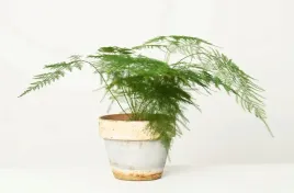 asparagus-setaceus-szparag-pierzasty-28-cm-p12
