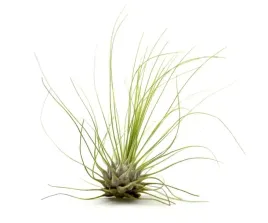 tillandsia-oplatwa-powietrzna-air-plants-bez-doniczki-argentea-l-7-8-cm