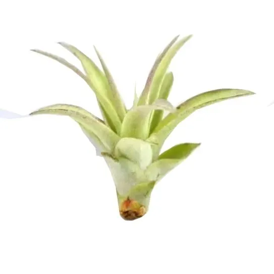 tillandsia-oplatwa-multiflora-mini-5-6-cm