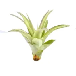 tillandsia-oplatwa-multiflora-mini-5-6-cm