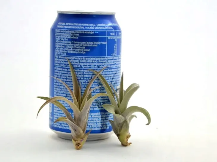 tillandsia-oplatwa-multiflora-mini-5-6-cm-rodzaj-rosliny-inny