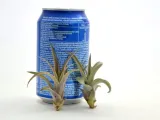 tillandsia-oplatwa-multiflora-mini-5-6-cm-rodzaj-rosliny-inny