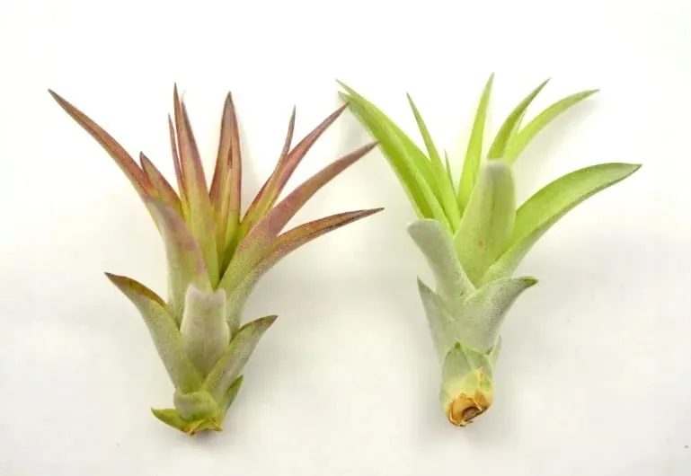 tillandsia-oplatwa-multiflora-mini-5-6-cm