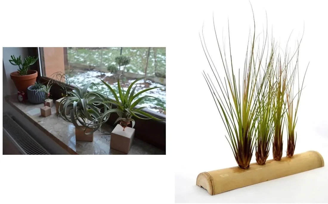 tillandsia-oplatwa-multiflora-mini-5-6-cm