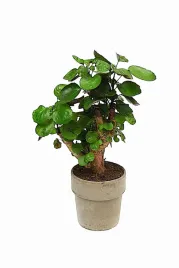 polyscias-fabian-bonsai-drzewo-p12