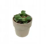 sansewieria-sansevieria-samurai-p6