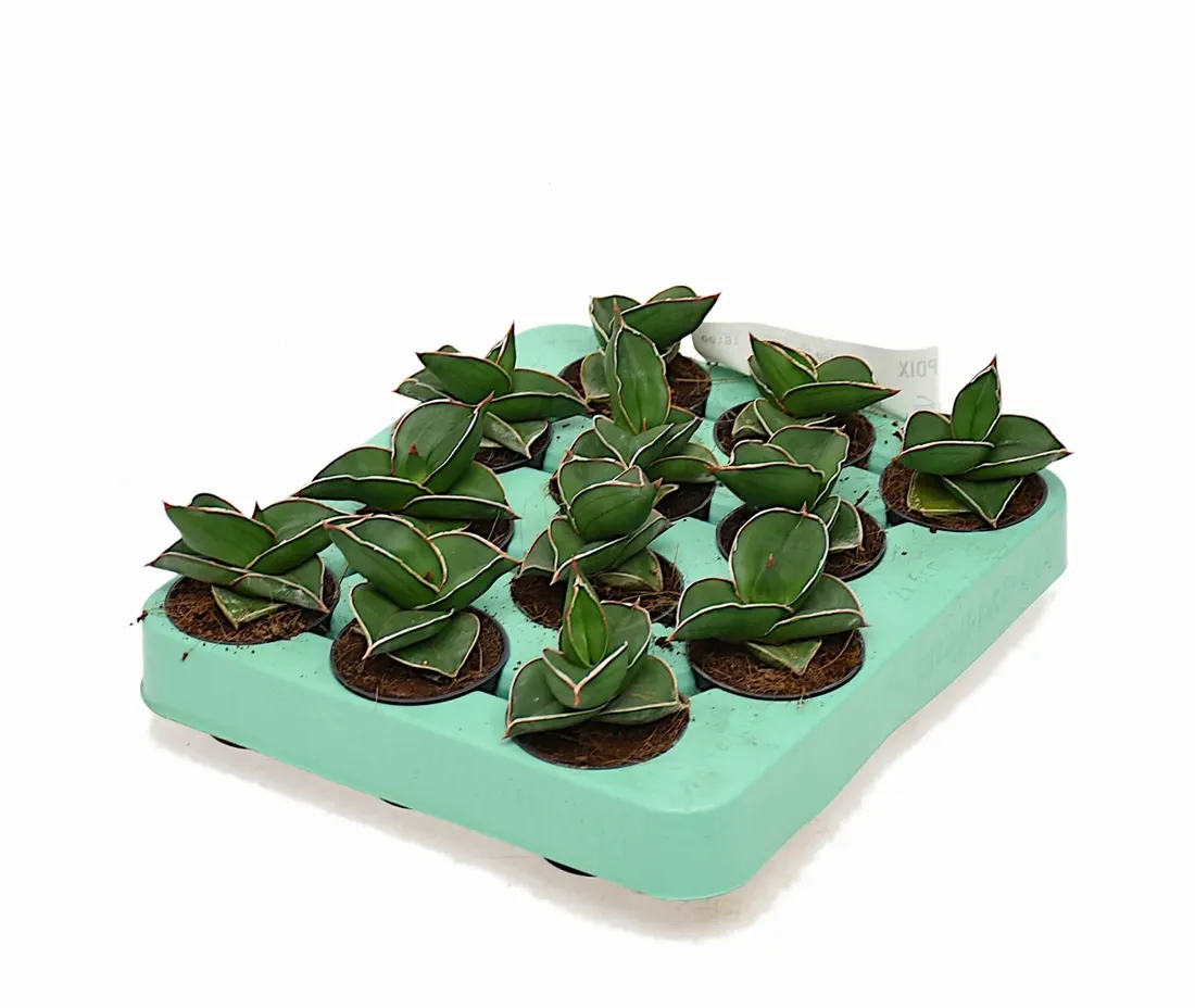 sansewieria-sansevieria-samurai-p6