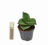 sansewieria-sansevieria-samurai-p6-waga-z-opakowaniem-1-kg