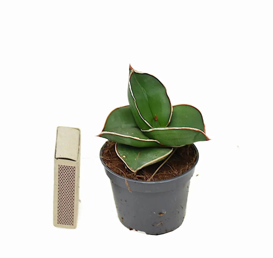 sansewieria-sansevieria-samurai-p6-rodzaj-rosliny-sukulenty