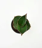 sansewieria-sansevieria-samurai-p6-stan-opakowania-oryginalne