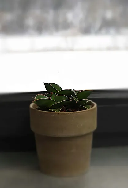 sansewieria-sansevieria-samurai-p6-cykl-rozwojowy-rosliny-wieloletnia