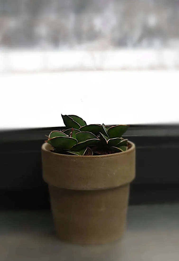 sansewieria-sansevieria-samurai-p6