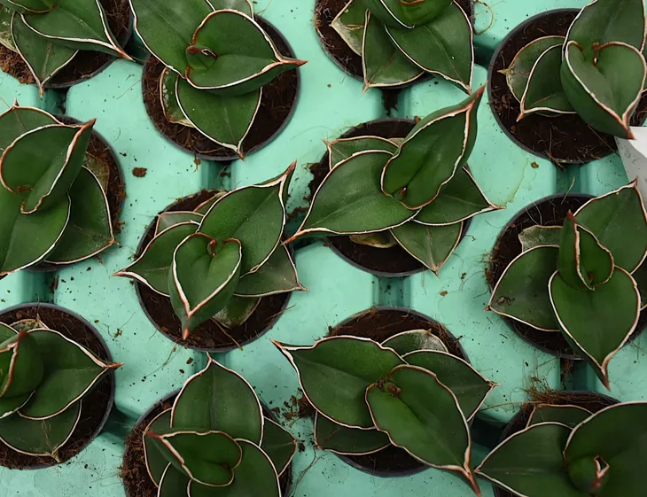 sansewieria-sansevieria-samurai-p6-wysokosc-sadzonki-10-cm