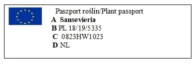 sansewieria-sansevieria-samurai-p6-kod-producenta-2029