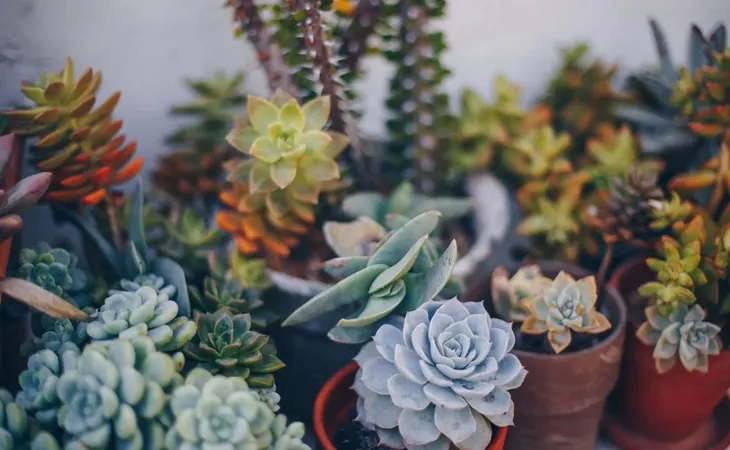 sansewieria-sansevieria-samurai-p6-cechy-charakterystyczne-lubiace-cien-oczyszczajace-powietrze-proste-w-pielegnacji