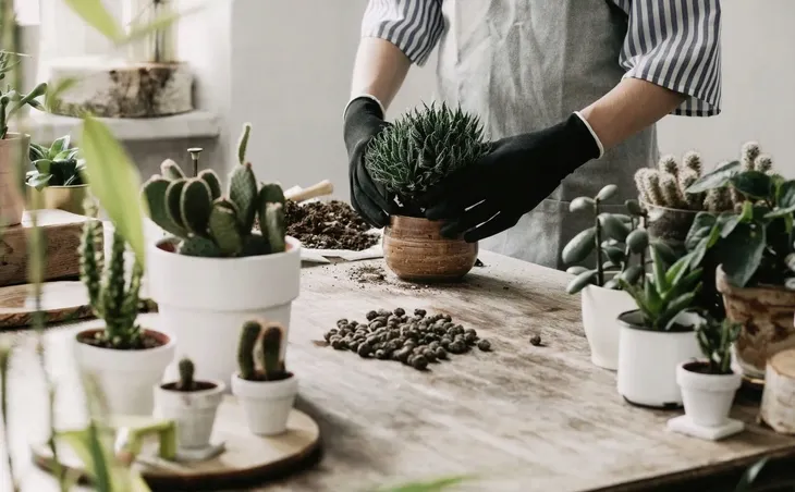 sansewieria-sansevieria-samurai-p6-producent-inna