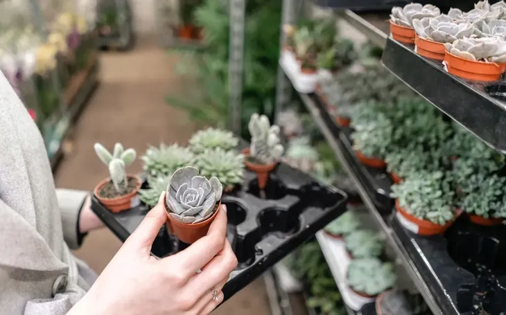 sansewieria-sansevieria-samurai-p6-nazwa-lacinska-inna