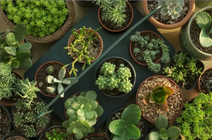 sansewieria-sansevieria-samurai-p6-nazwa-rosliny-inny