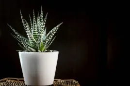 haworthia-big-band-jak-zebra-hawortia-p-5