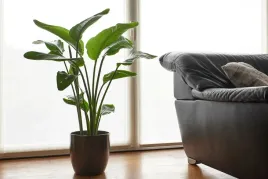 strelitzia-nicolai-strelicja-biala-rajski-ptak-40-cm-p13
